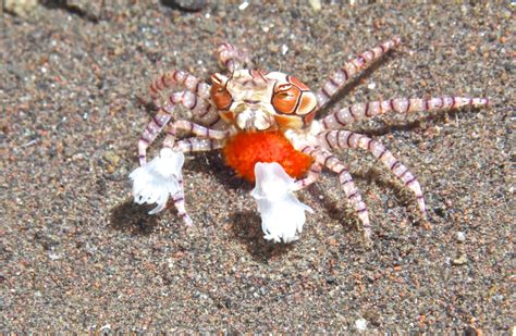 boxer crab information